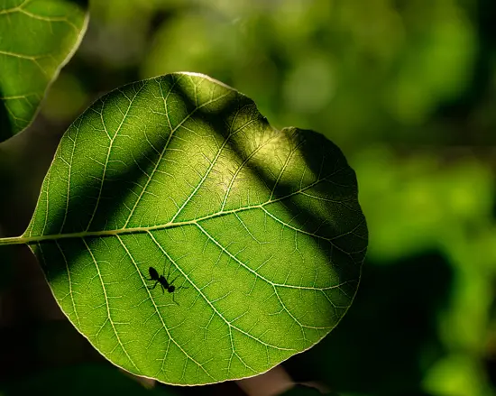 Ogljikov dioksid CO2