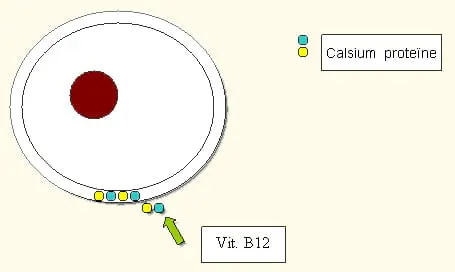 gnojilo s kalcijevim nitratom